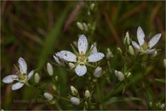 Swertia angustifolia var. pulchella